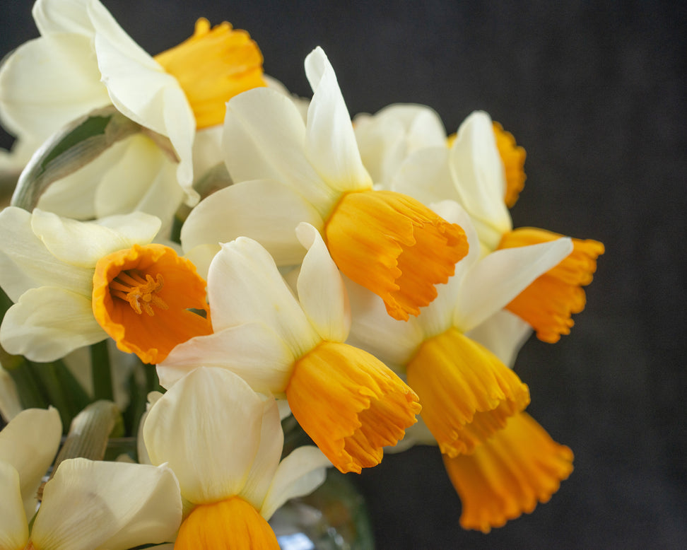 Narcissus 'Orange Comet'