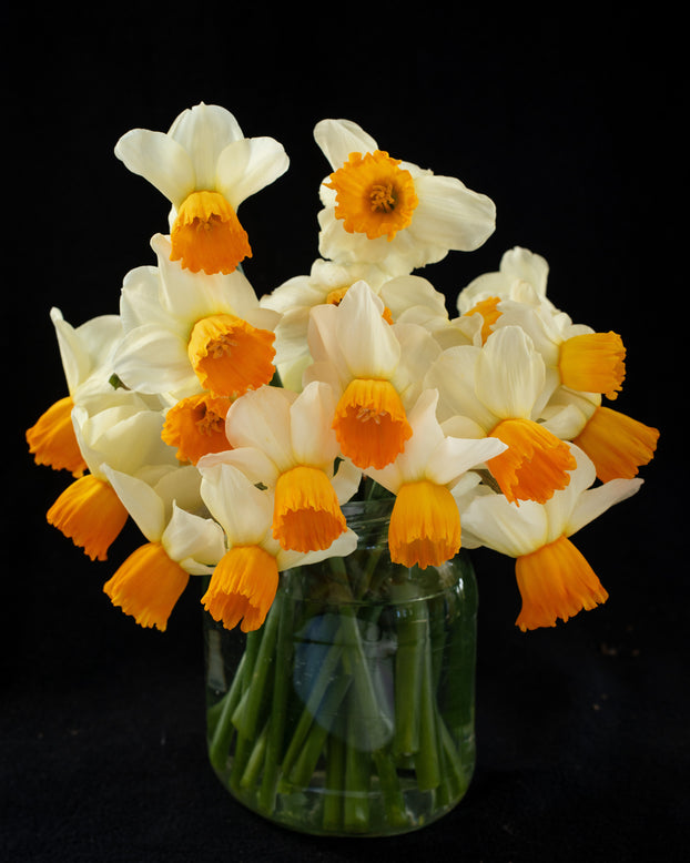 Narcissus 'Orange Comet'