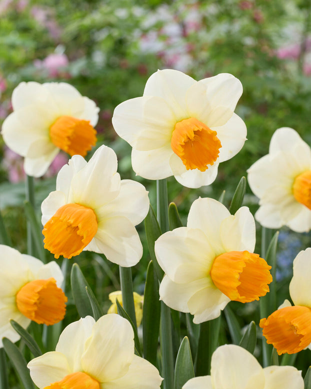 Narcissus 'Orange Comet'