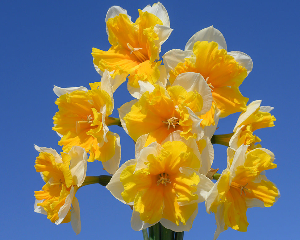 Narcissus 'Orangery'
