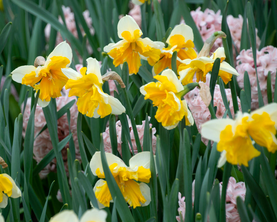 Narcissus 'Orangery'