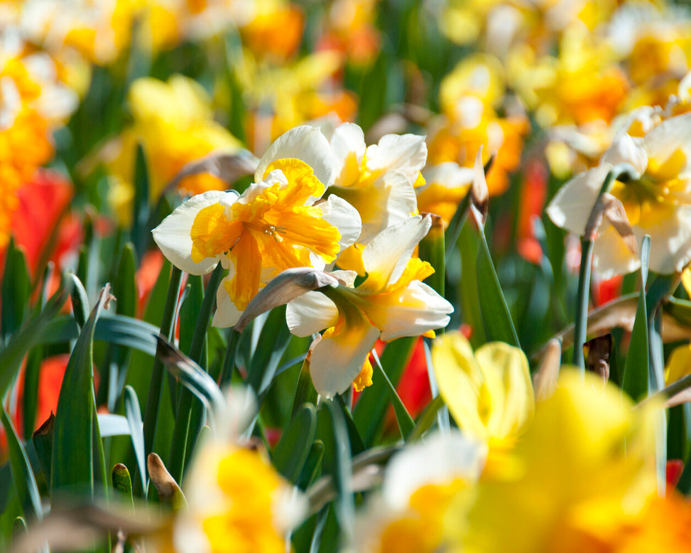 Narcissus 'Orangery'