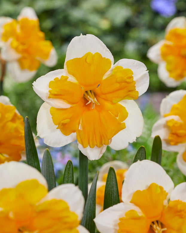 Narcissus 'Orangery'