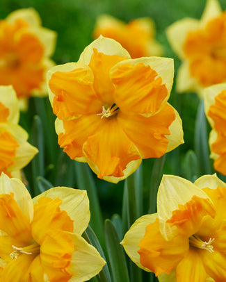 Narcissus 'Outright Orange' Narcissus 'Outright Orange'