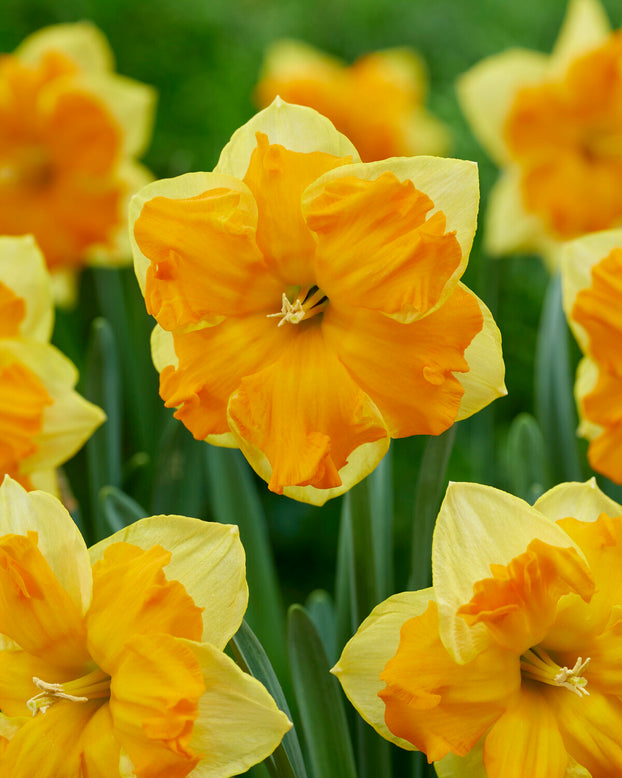 Narcissus 'Outright Orange'