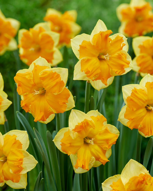 Narcissus 'Outright Orange'