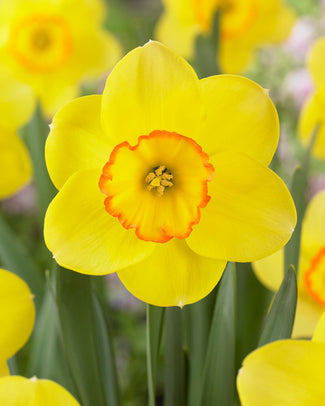 Narcissus 'Pacific Rim' Narcissus 'Pacific Rim'