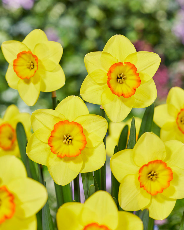 Narcissus 'Pacific Rim'