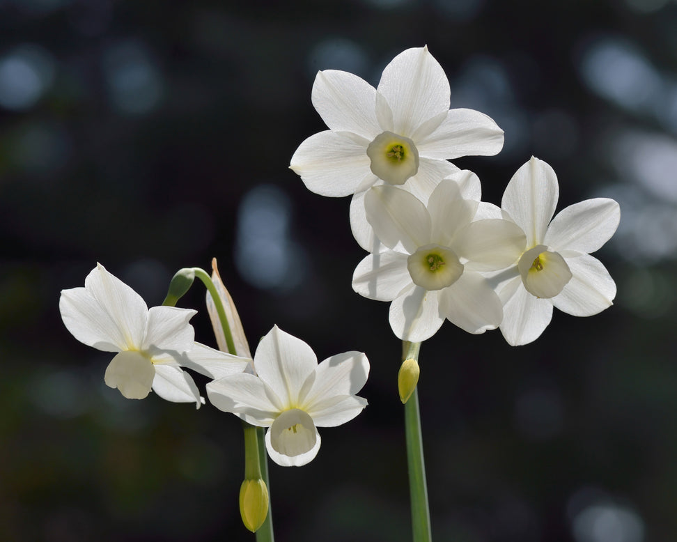 Narcissus 'Petrel'