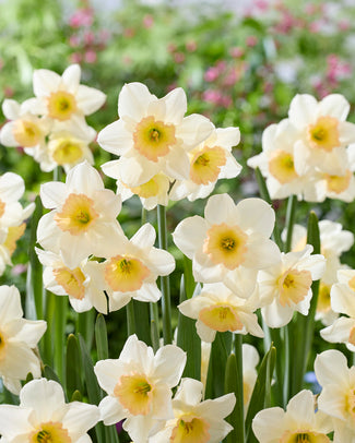 Narcissus 'Pink Pacific' Narcissus 'Pink Pacific'