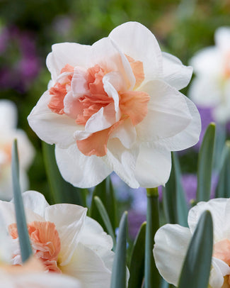 Narcissus 'Pink Performance' Narcissus 'Pink Performance'