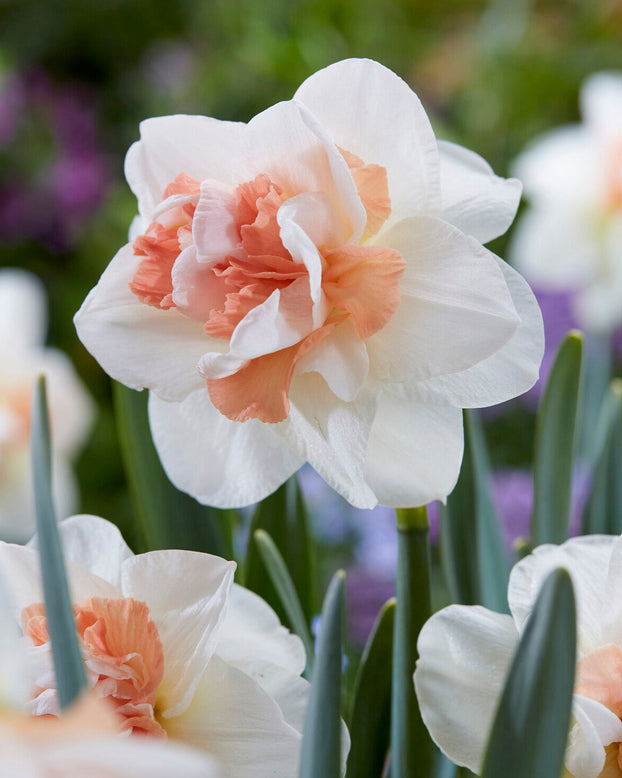 Narcissus 'Pink Performance'