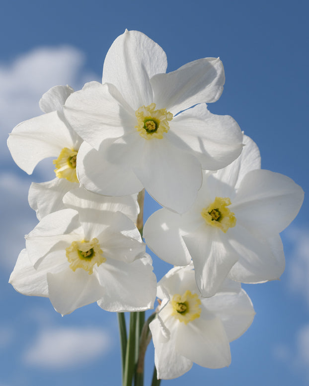 Narcissus 'Polar Ice'
