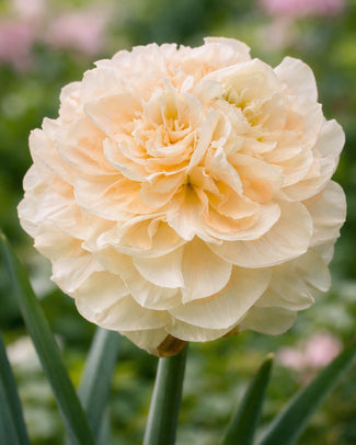 Narcissus 'Pom Pom Rose' Narcissus 'Pom Pom Rose'