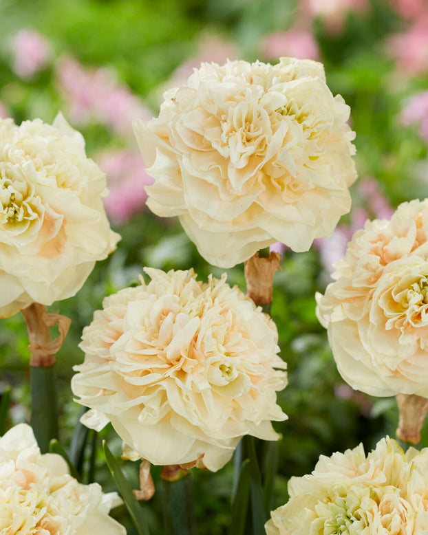Narcissus 'Pom Pom Rose'
