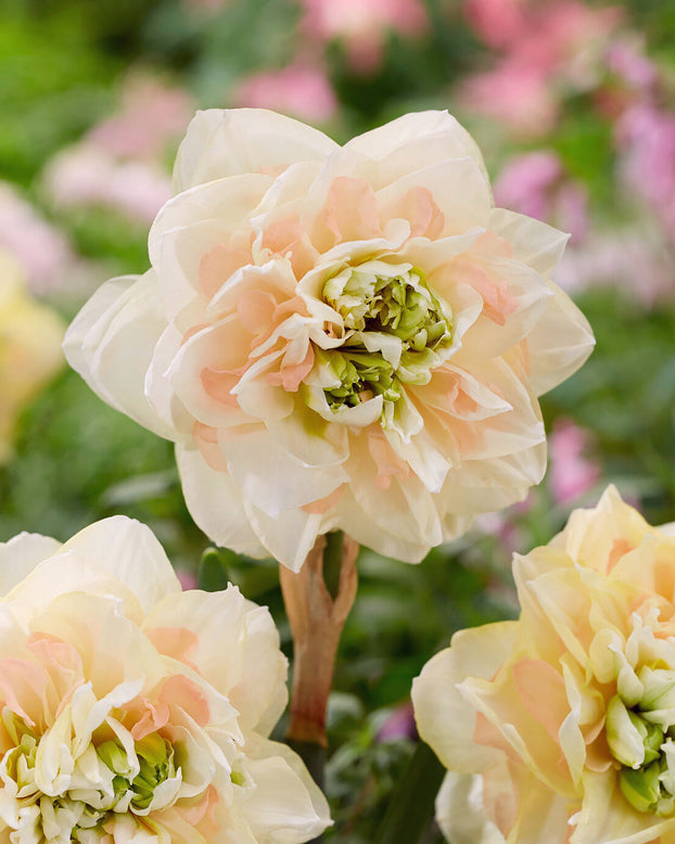 Narcissus 'Pom Pom Rose'