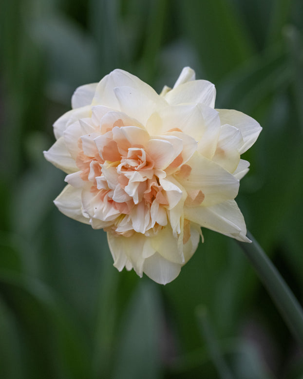 Narcissus 'Pom Pom Rose'
