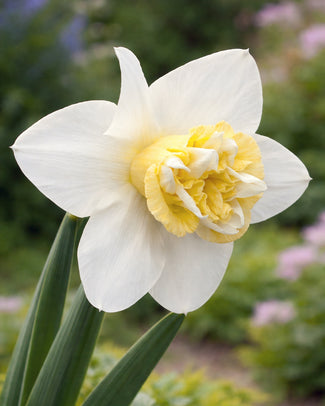 Narcissus 'Popeye' Narcissus 'Popeye'