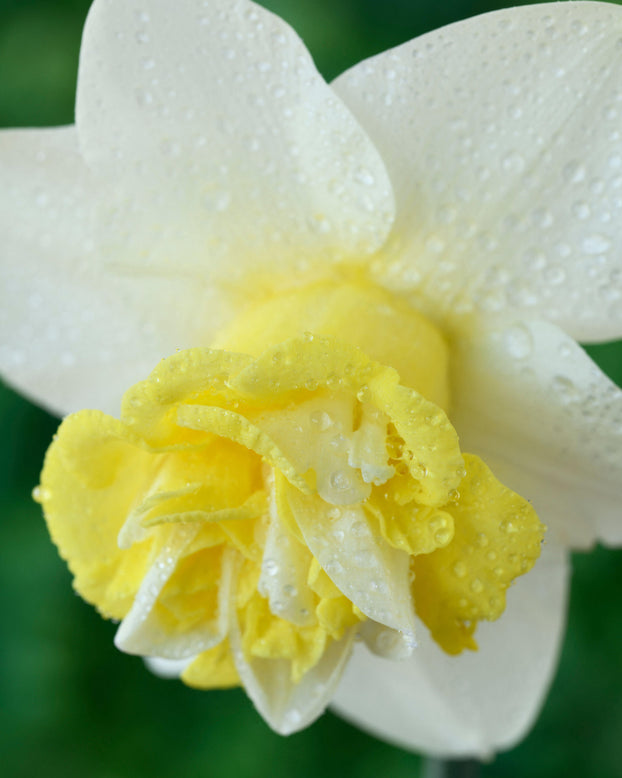Narcissus 'Popeye'