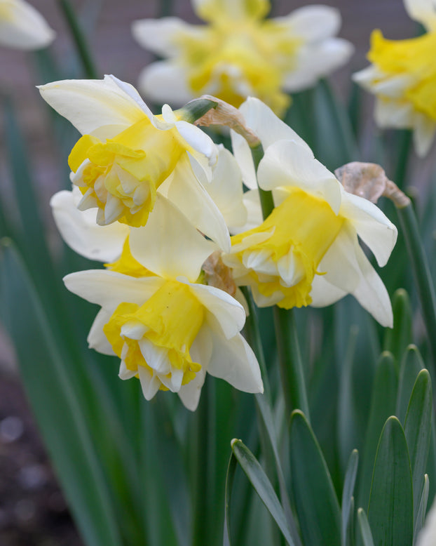 Narcissus 'Popeye'