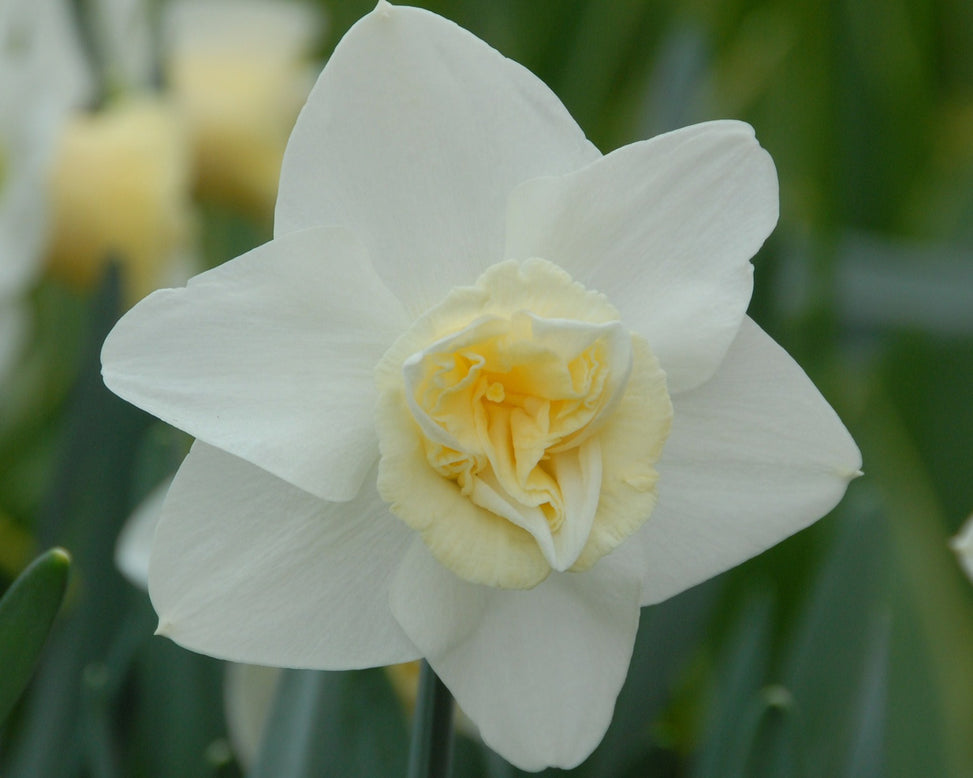 Narcissus 'Popeye'