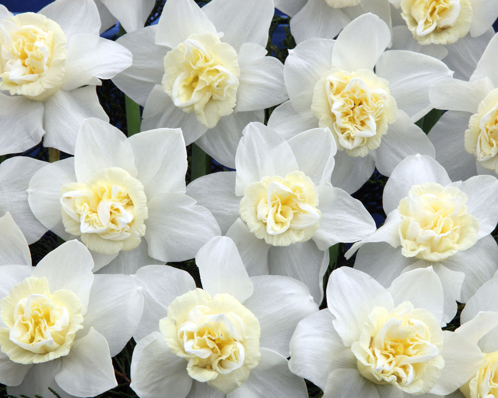 Narcissus 'Popeye'