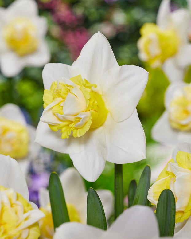 Narcissus 'Popeye'