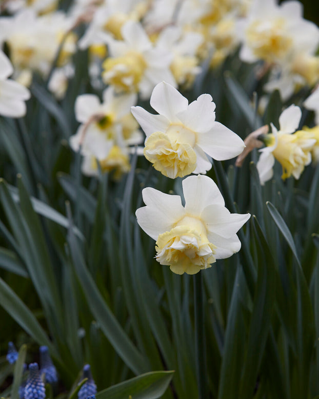 Narcissus 'Popeye'