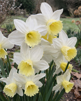 Narcissus 'Pre Party' Narcissus 'Pre Party'