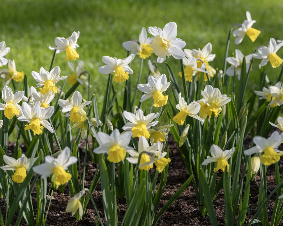 Narcissus 'Pre Party'