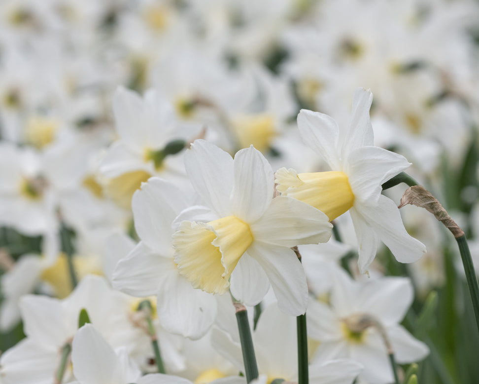 Narcissus 'Pre Party'