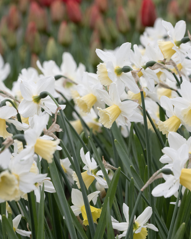 Narcissus 'Pre Party'