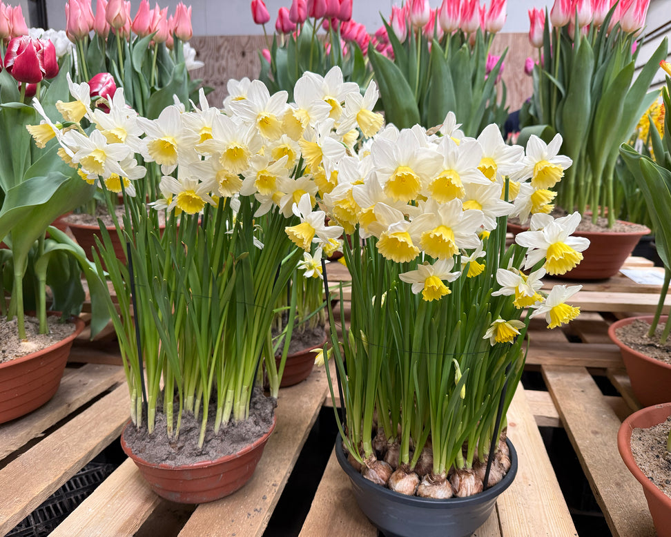 Narcissus 'Pre Party'