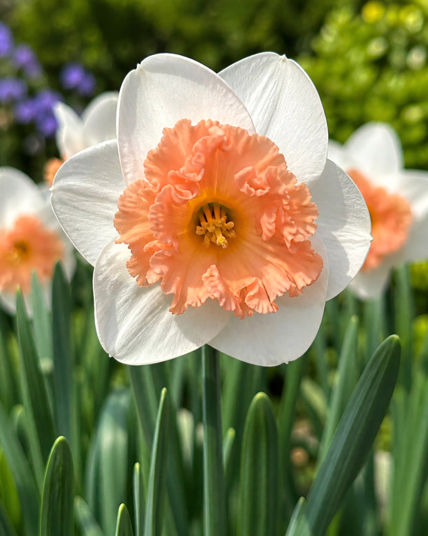 Narcissus 'Precocious'