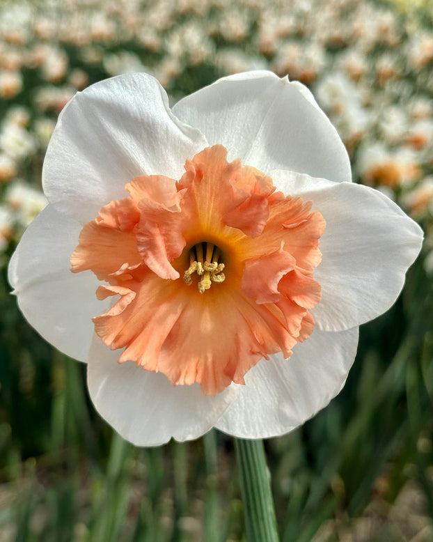 Narcissus 'Precocious'
