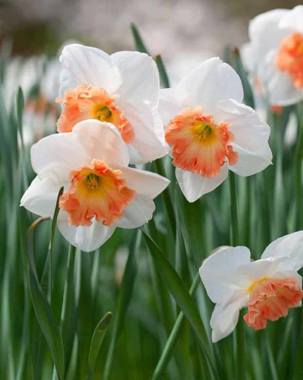 Narcissus 'Precocious'