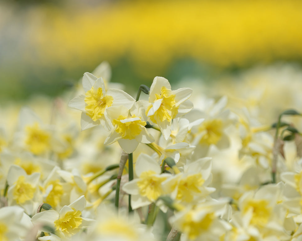 Narcissus 'Prom Dance'