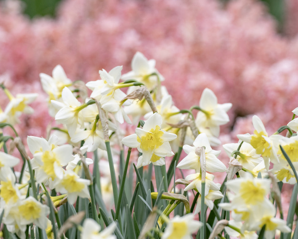 Narcissus 'Prom Dance'
