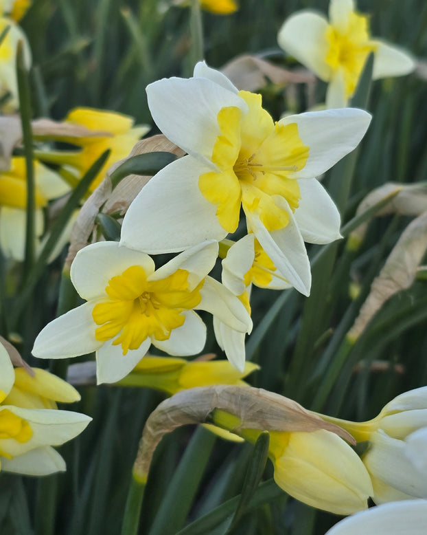 Narcissus 'Prom Dance'