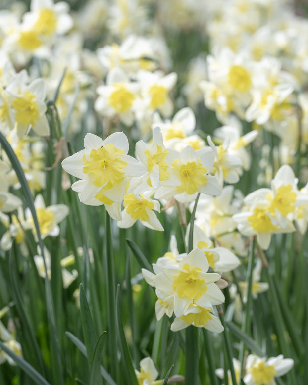 Narcissus 'Prom Dance'