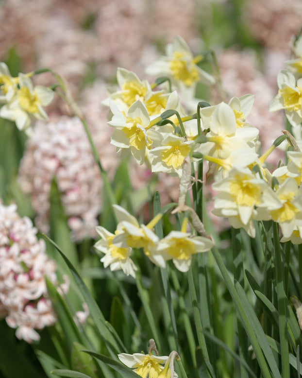 Narcissus 'Prom Dance'