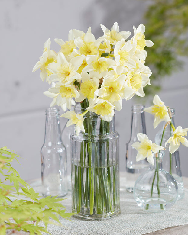 Narcissus 'Prom Dance'