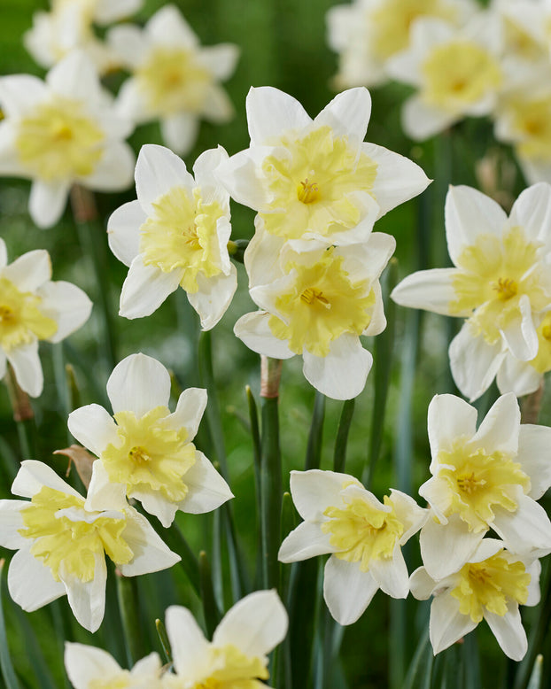 Narcissus 'Prom Dance'