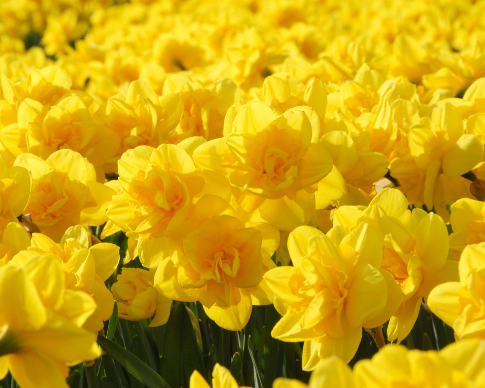 Narcissus 'Queen's Day'