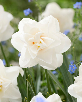 Narcissus 'Saint Clair' Narcissus 'Saint Clair'
