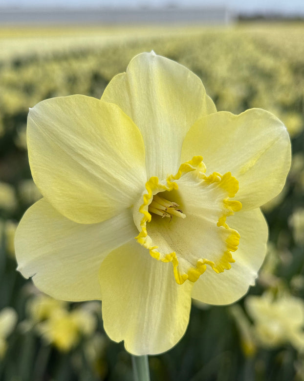Narcissus 'Scrumpy'