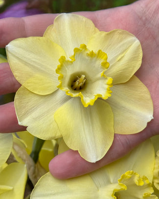 Narcissus 'Scrumpy' Narcissus 'Scrumpy'