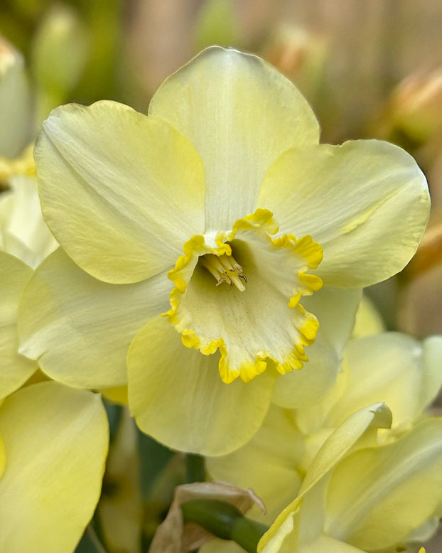 Narcissus 'Scrumpy'