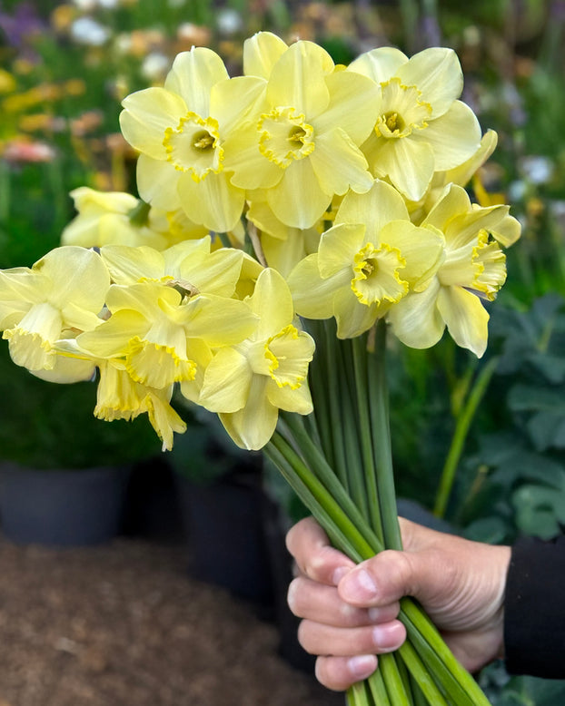 Narcissus 'Scrumpy'