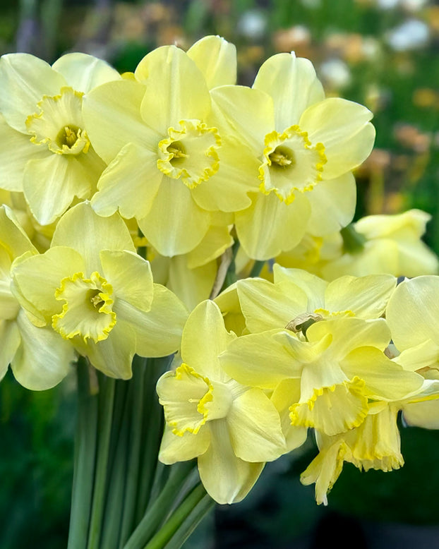 Narcissus 'Scrumpy'